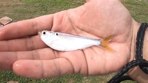 Using Threadfin Shad To Fish Live Bait Youtube