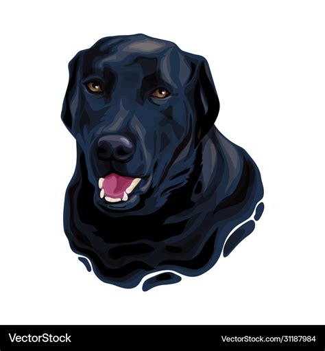 Black Labrador Retriever Dog Head Royalty Free Vector Image