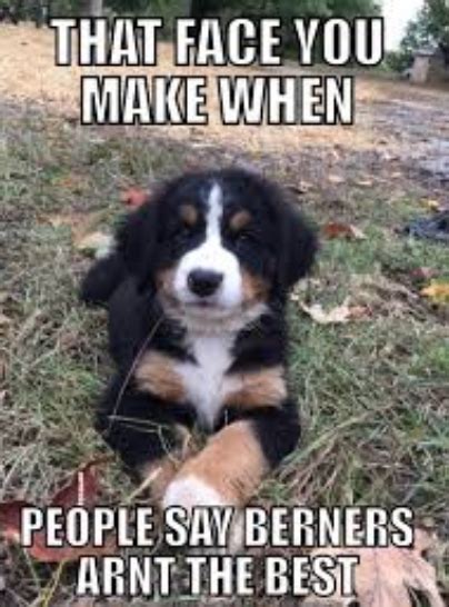 14 Funny Bernese Mountain Dog Memes That Will Fill You With Positive
