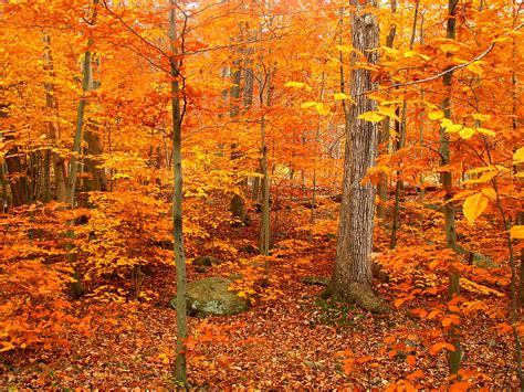 Orange Autumn Woods Stanley Zimny Thank You For 28