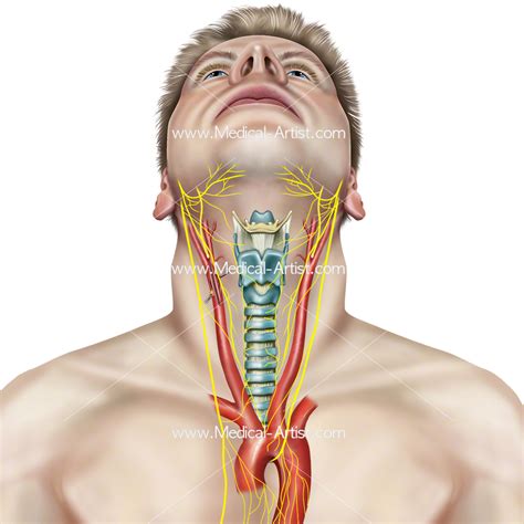 Veins to the head and neck human anatomy. Anatomy Of The Inner Lips | Lipstutorial.org