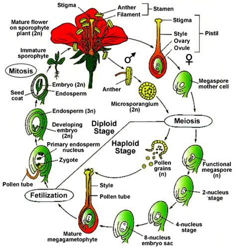 Angiosperm Life Cycle Steps Hot Sex Picture