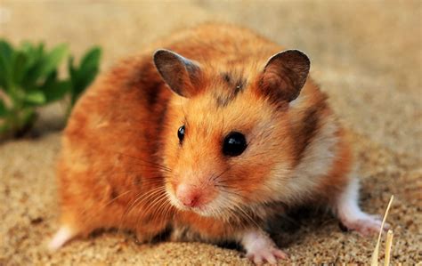 Interesting And Amazing Facts About Hamster