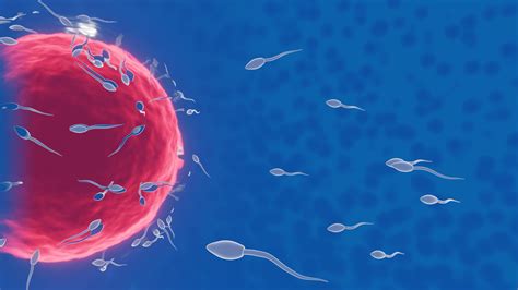 the sperm fertility from men s cum is directed towards the egg bubble after sex to do human