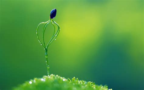 Green Plants Nature Macro Wallpapers Hd Desktop And Mobile Backgrounds