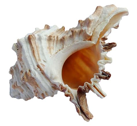 Download Sea Ocean Shell Png Image For Free