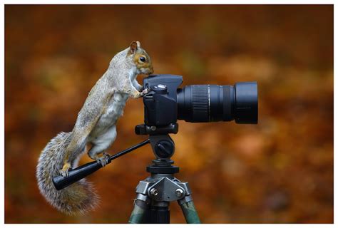 17 Funny Animals Appear To Be Taking Photos With Cameras