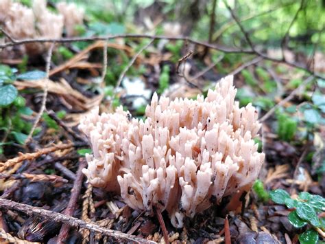 Ramaria Formosa Pink Coral Fungus Ruth Hartnup Flickr