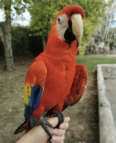Scarlet Macaw For Sale Best Scarlet Macaw Parrot For Sale