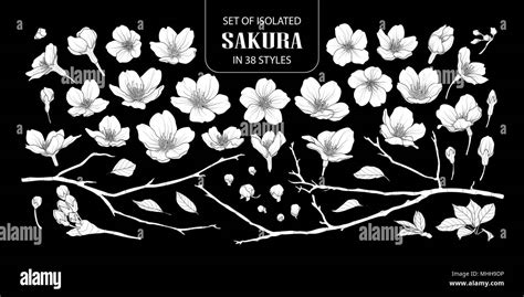Sakura Noir Et Blanc Banque De Photographies Et Dimages à Haute