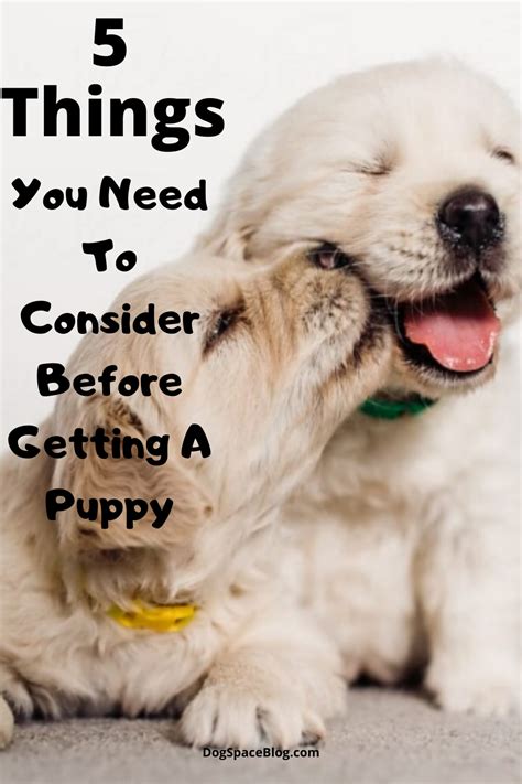 Top 5 Things You Need To Consider Before Getting A Puppy Dogspaceblog