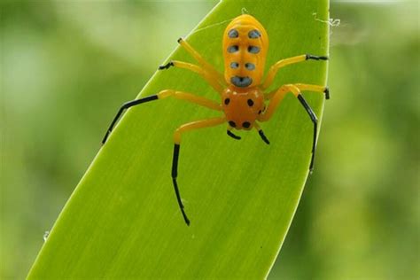 10 Amazing Beautiful Terrifying Spiders Howstuffworks