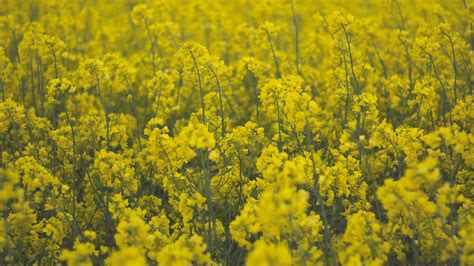 Yellow Rapeseed Flowers Field 4k Hd Flowers Wallpapers Hd Wallpapers