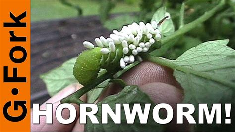 Tomato Hornworms How To Get Rid Of Them Gardenfork 15 Youtube
