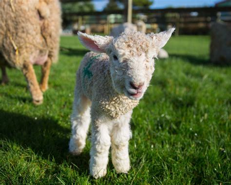 Easter At Dairyland Farm Park Best Days Out Cornwall