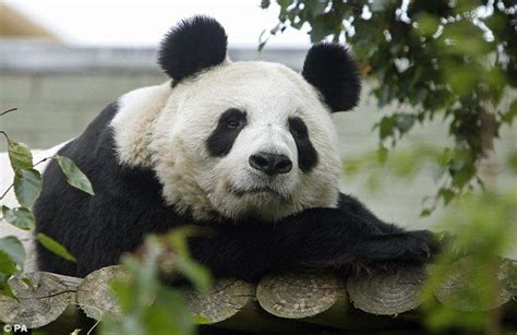 Scientists Planning To Clone Uks Only Giant Panda To Save Them