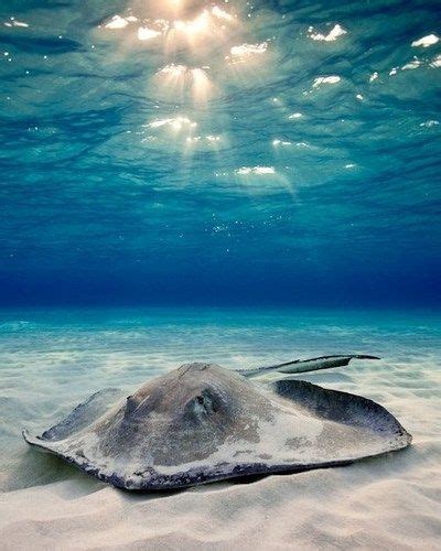 104 Best Images About Sea Flapflaps On Pinterest Swim Happy And Swimming
