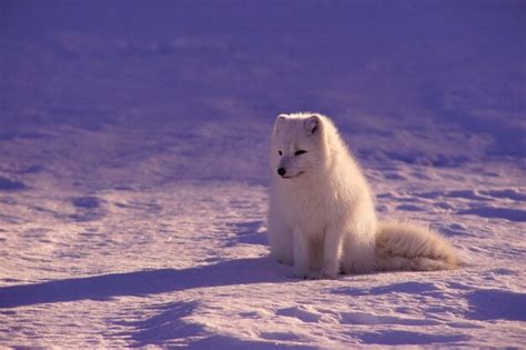Premium Photo Arctic Fox