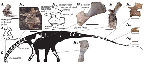 New Species Of Dinosaur Discovered By Palaeontologists Scisco Media Dinosaur Dinosaur