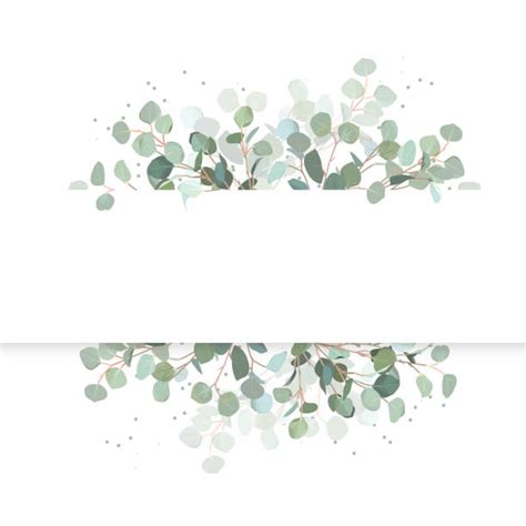 Eucalyptus Illustrations Royalty Free Vector Graphics And Clip Art Istock