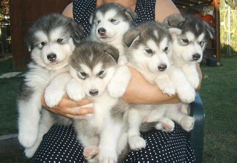 Alaskan Malamute Puppies For Sale Springfield Il 113225