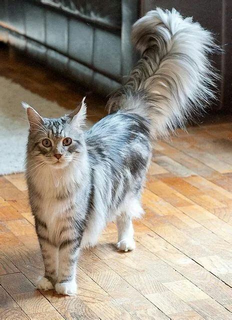 146 Best Images About Special Cat Breeds On Pinterest