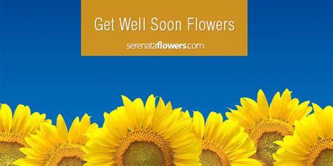 A trend of online shopping has become a routine, almost everything could be bought via internet. Get-Well Flowers Delivered Free Next Day
