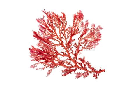 Rhodophyta Red Seaweed Branch Isolated On White Transparent Png