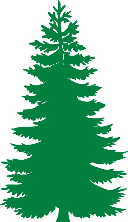 Fir Evergreen Trees · Free Vector Graphic On Pixabay