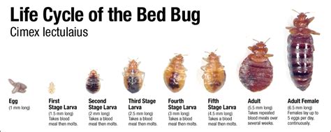 Disease Outbreak Control Division Bed Bugs