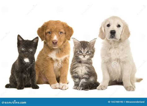 Group Of Young Pets Two Sitting Puppies And Two Sitting Kittens Facing