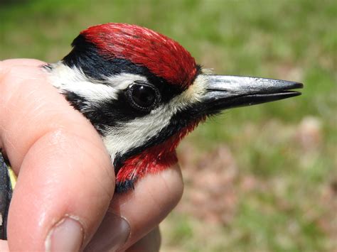 Expanding Woodpeckers Connecticut Bird Atlas