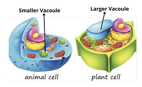 Vacuoles And Vesicles Definition Structure And Functions