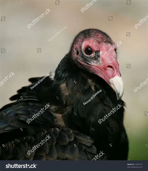 Ugly Turkey Vulture Portrait Stock Photo 12074137 Shutterstock