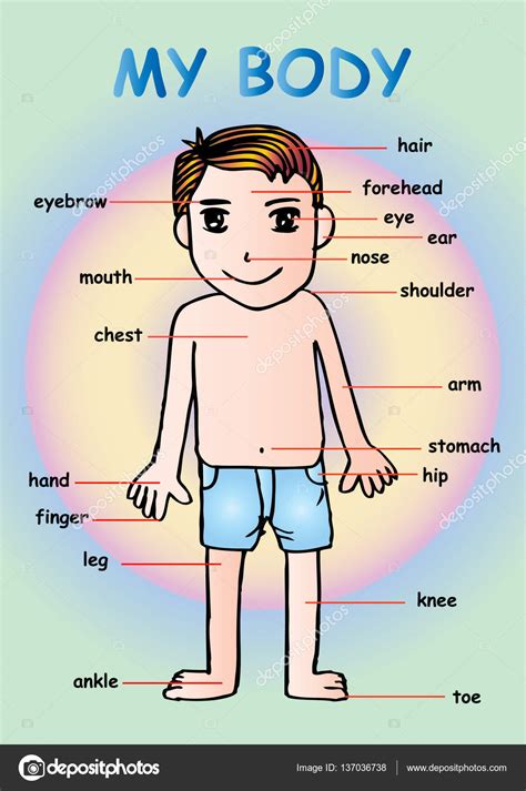 Here is a list of some other parts of the body that have not been included above. Body parts chart for kindergarten | My body", educational info graphic chart for kids showing ...