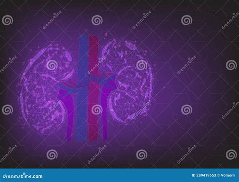 Low Polygon Transparent Part Of Human Kidney Stock Illustration