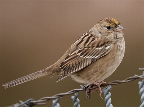 Golden Crowned Sparrow Ebird
