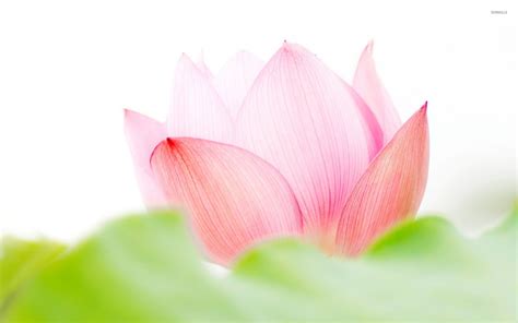 Free Download Pink Lotus Flower Wallpaper Flower Wallpapers 53170
