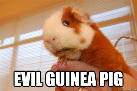 Evil Guinea Pig Evil Guinea Pig Quickmeme