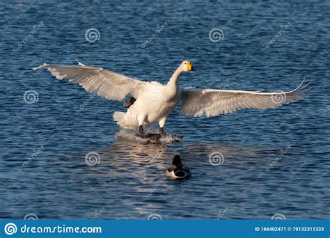 Swan Flies Over The Lake Stock Image Image Of Flight 166402471