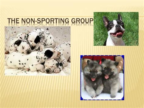 Ppt The Non Sporting Group Powerpoint Presentation Free Download
