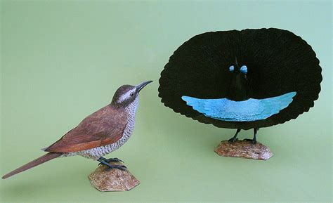 Realistic Bird Of Paradise Papercraft Papercraft Paradise