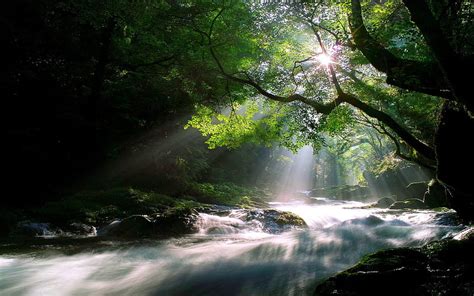 Morning Prayer Forest Lovely Bonito Water Beautiful Nature