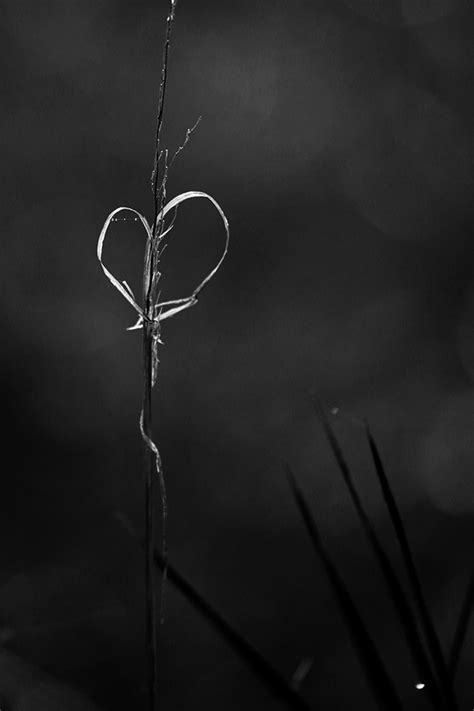 Lonely Heart Foto And Bild Jahreszeiten Herbst Natur Bilder Auf