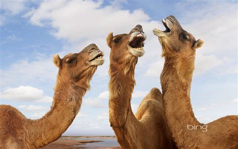 Laughing Camel Bing Animal Photography Hd Wallpaper