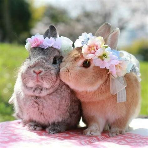 Bunnies Are Adorablebitly30mfww2 Animaux Mignons Photo