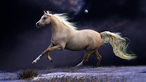 Horse 4k Wallpapers Top Free Horse 4k Backgrounds Wallpaperaccess