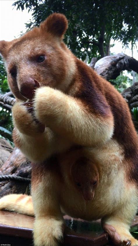 Adorable Rare Baby Tree Kangaroo First Birth In Perth Zoo In 36 Years
