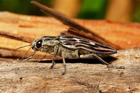 Buprestid Wood Boring Beetle Chalcophora Sp Buprestidae By John
