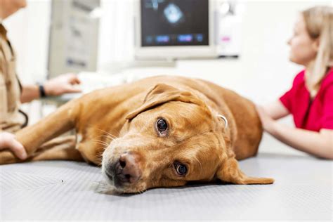 Recognizing And Treating Skin Cancer In Dogs Tractive